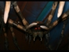 pic1_spider