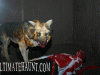 2008halloweenhauntq